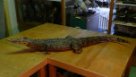 Krokodýl kubánský Crocodylus rhombifer Cuvier, 1807, adultní exemplář