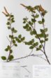 Betula ovalifolia Rupr