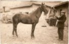 Antonín Klimeš s jedním svým koněm