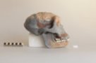 Homo erectus lantiensis
