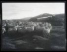 Ovce v Keldudalu, pozadí stoh s pruhy drnu